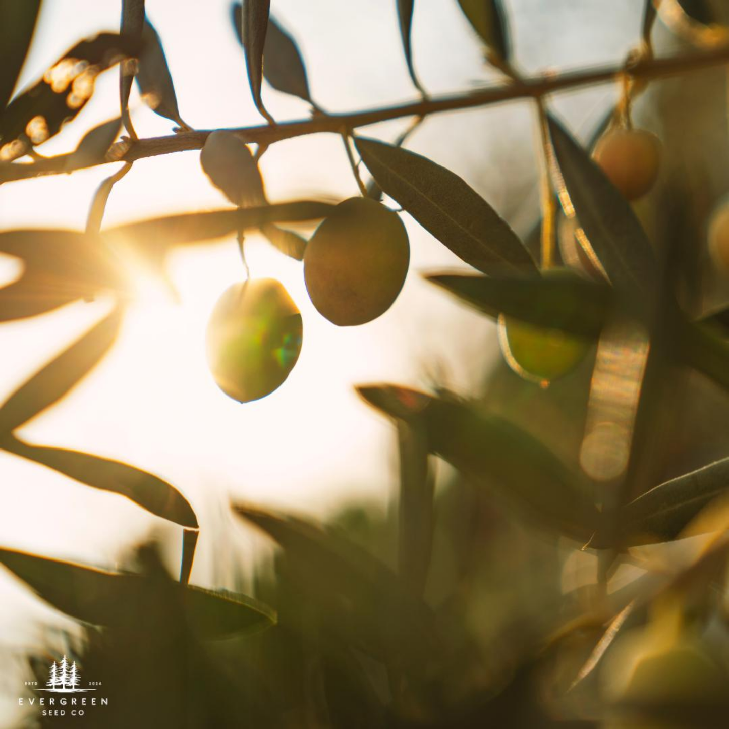 Olive Tree Seeds (Olea europaea)