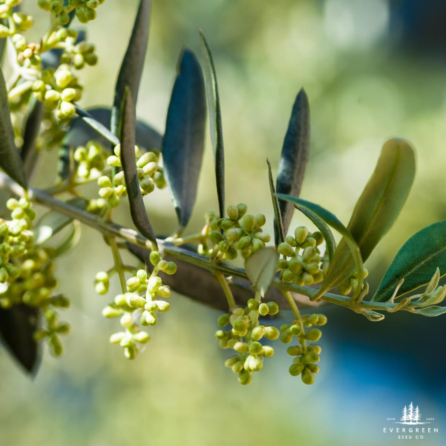 Olive Tree Seeds (Olea europaea)