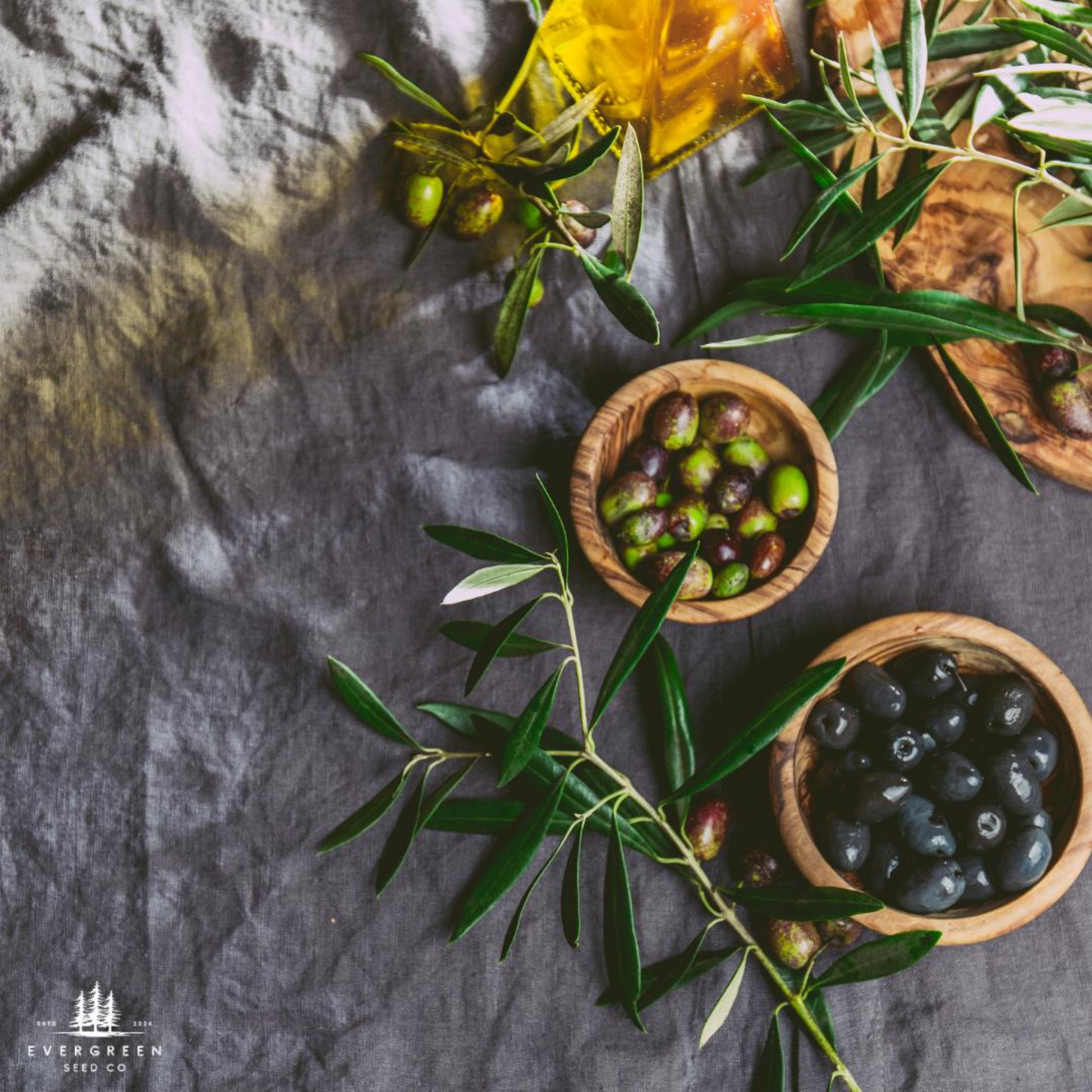 olive tree seeds for planting Olive Tree Seeds (Olea europaea) – Grow Mediterranean Heritage & Evergreen Beauty – Evergreen Seed Co
