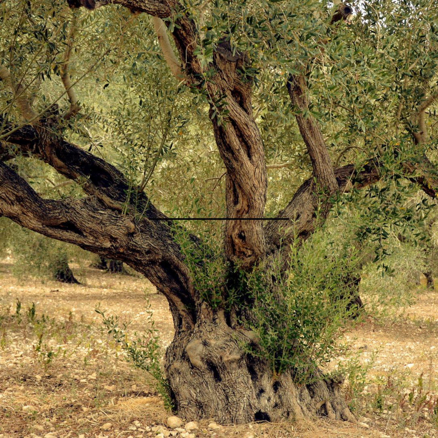 Olive Tree Seeds (Olea europaea)