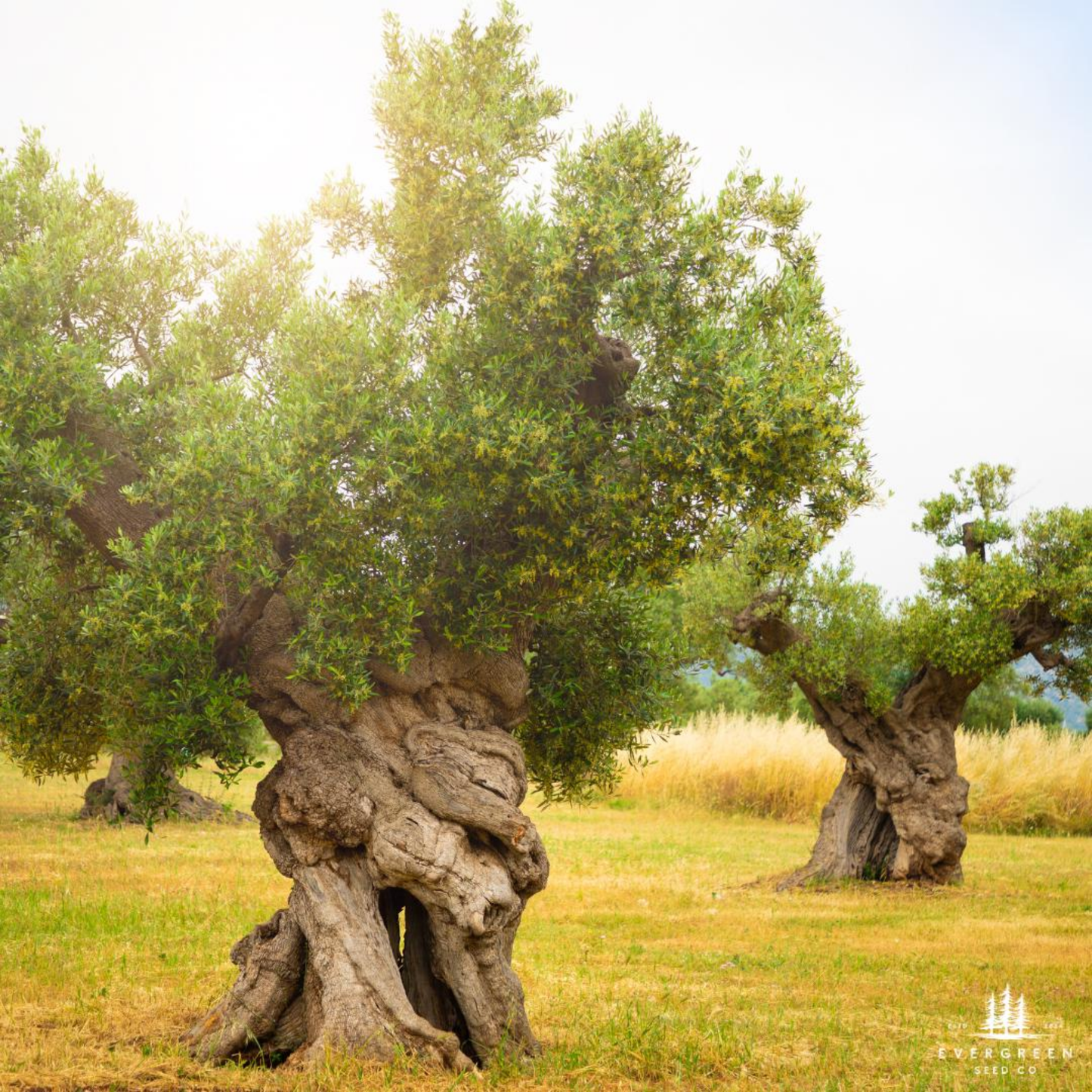 Olive Tree Seeds (Olea europaea)