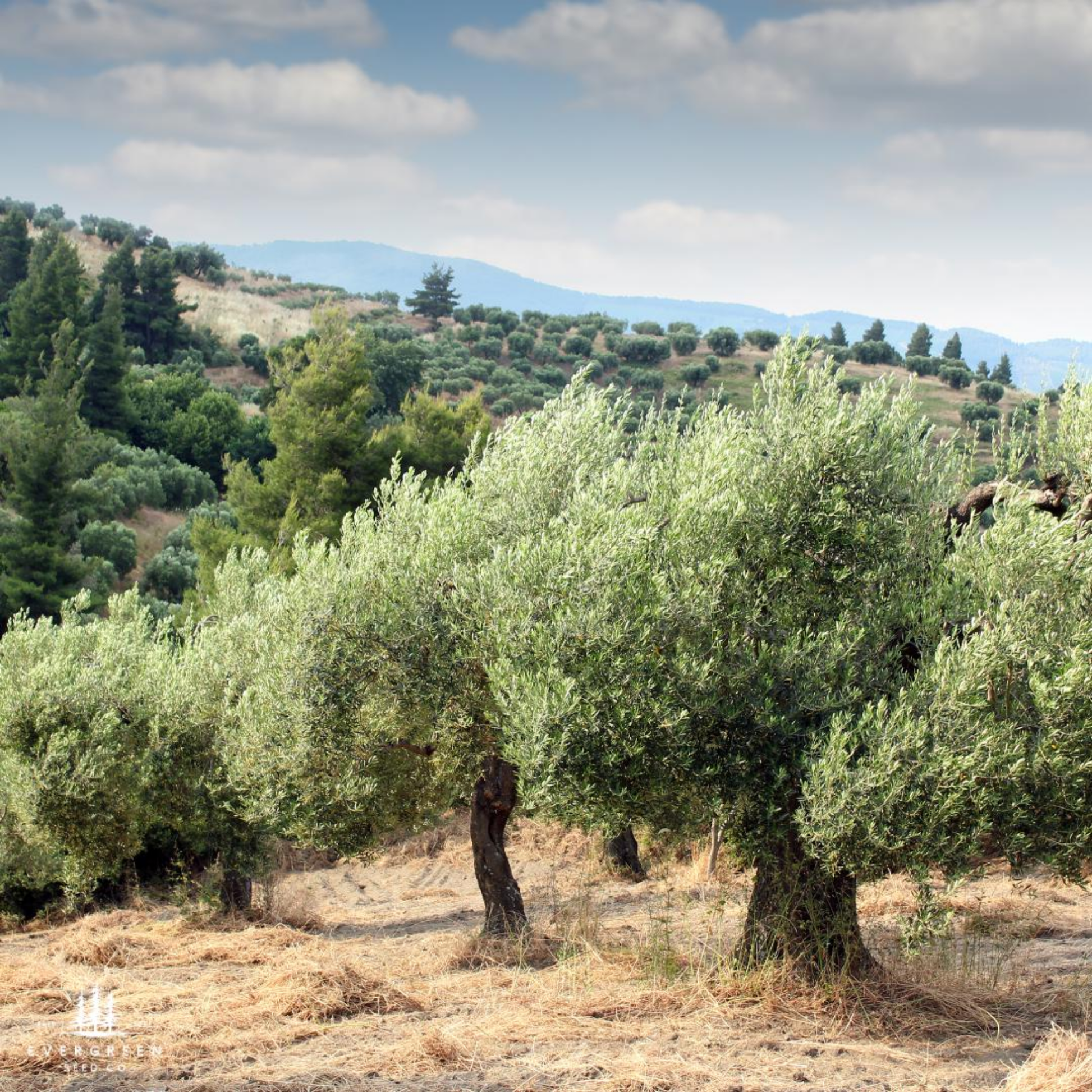 olive tree seeds for planting Olive Tree Seeds (Olea europaea) – Grow Mediterranean Heritage & Evergreen Beauty – Evergreen Seed Co