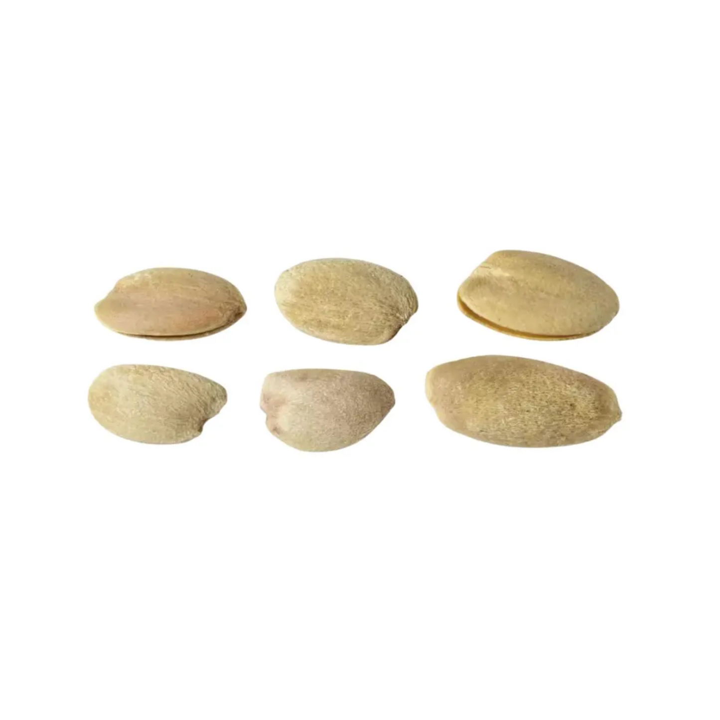 Osage Orange Tree Seeds (Maclura pomifera)