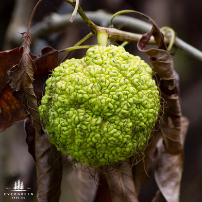 Osage Orange Tree Seeds (Maclura pomifera)
