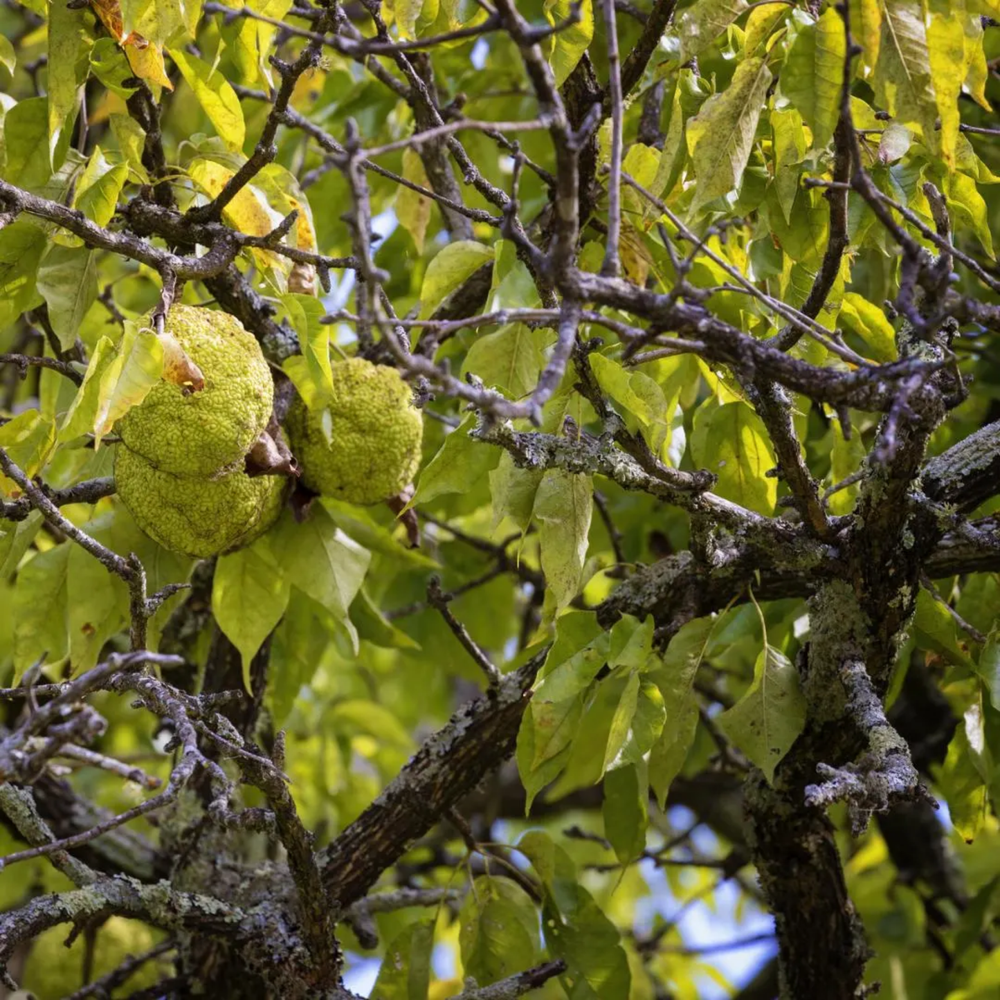 Osage Orange Tree Seeds (Maclura pomifera)