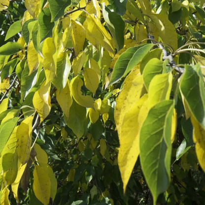 Osage Orange Tree Seeds (Maclura pomifera)