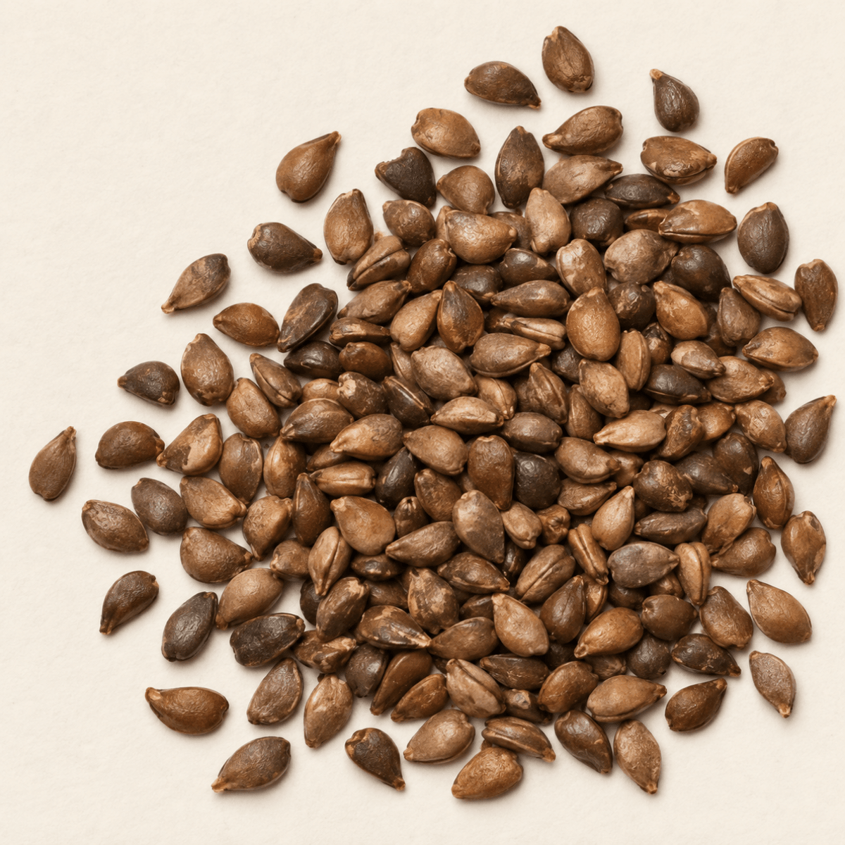Paradise Apple Tree Seeds | Wild Apple | (Malus pumila)