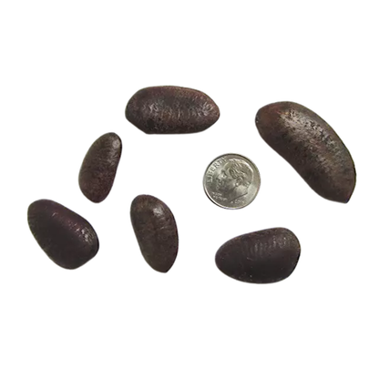 Shenandoah Pawpaw Tree Seeds | (Asimina triloba ‘Shenandoah’)
