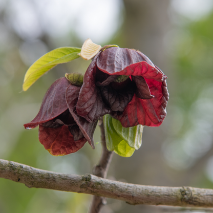 Pennsylvania Golden Pawpaw Tree Seeds | (Asimina triloba ‘Pennsylvania Golden’)