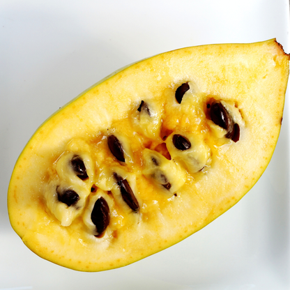 Pennsylvania Golden Pawpaw Tree Seeds | (Asimina triloba ‘Pennsylvania Golden’)