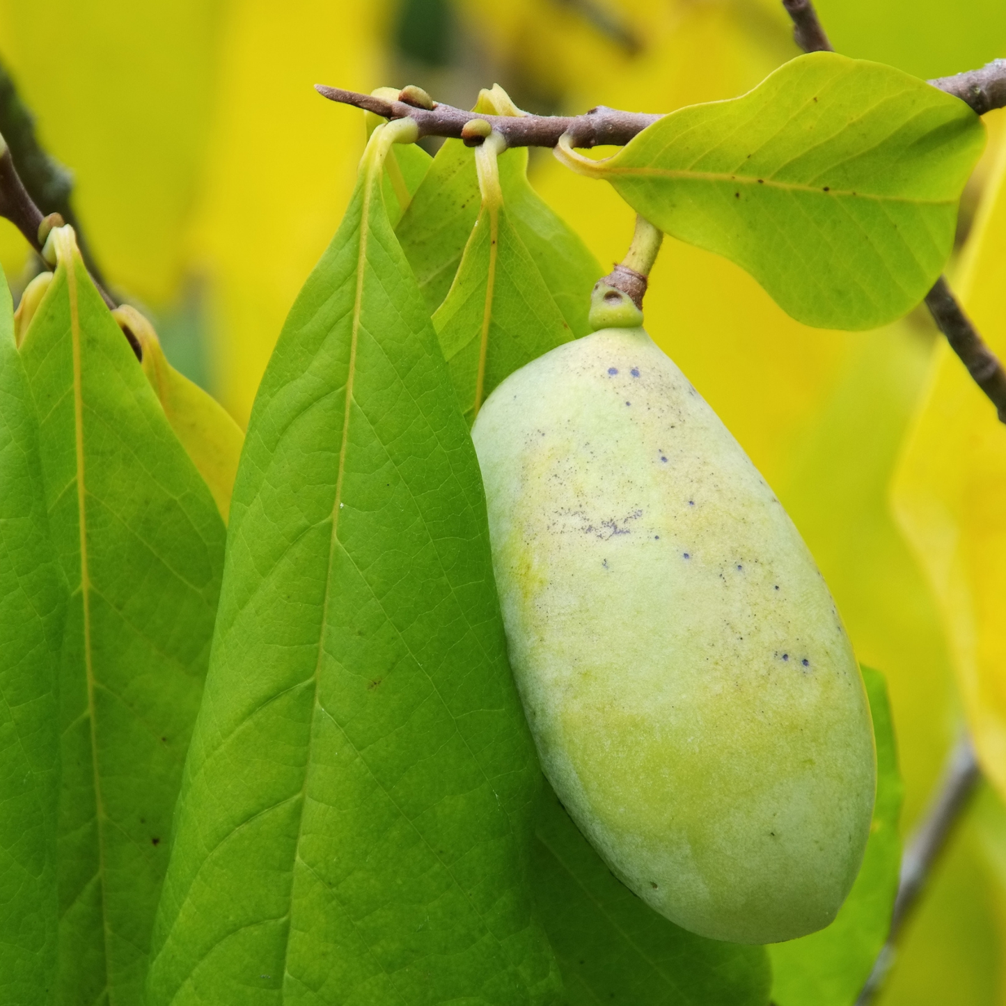 Pennsylvania Golden Pawpaw Tree Seeds | (Asimina triloba ‘Pennsylvania Golden’)