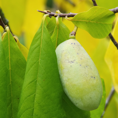 Pennsylvania Golden Pawpaw Tree Seeds | (Asimina triloba ‘Pennsylvania Golden’)