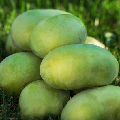 Pennsylvania Golden Pawpaw Tree Seeds | (Asimina triloba ‘Pennsylvania Golden’)