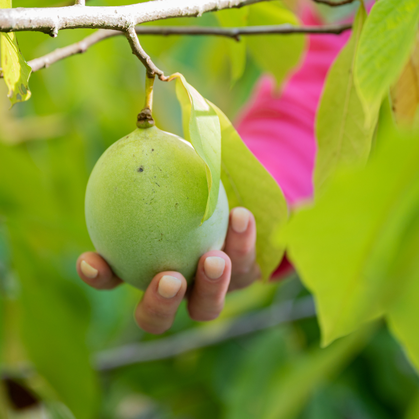 Pennsylvania Golden Pawpaw Tree Seeds | (Asimina triloba ‘Pennsylvania Golden’)