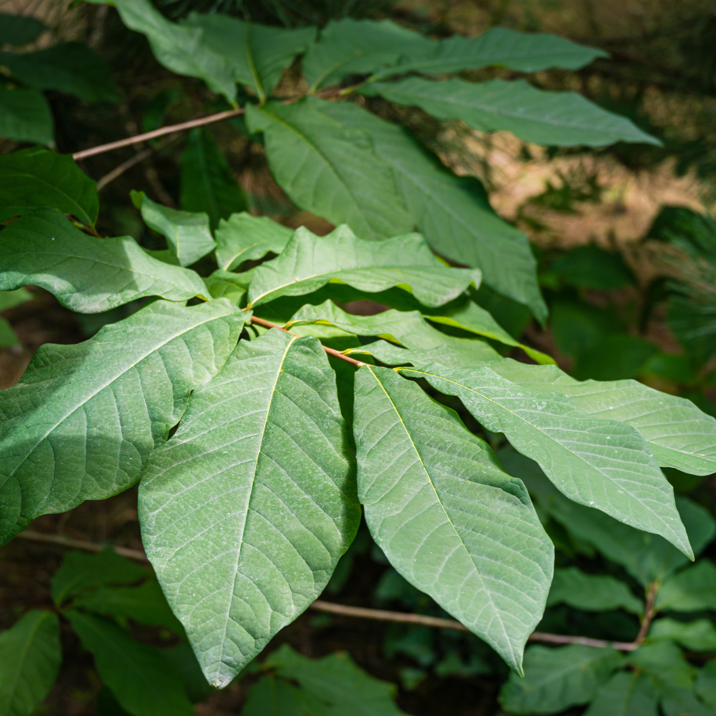 Pennsylvania Golden Pawpaw Tree Seeds | (Asimina triloba ‘Pennsylvania Golden’)