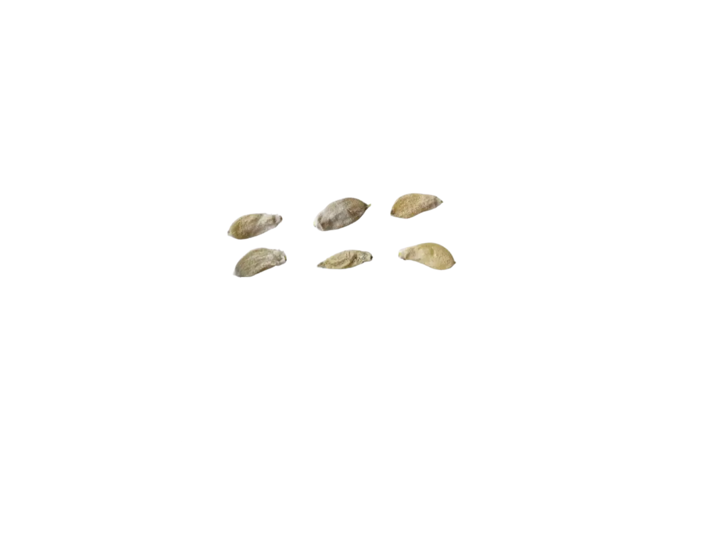 Eastern Cottonwood Tree Seeds | Cottonwood | (Populus deltoides)