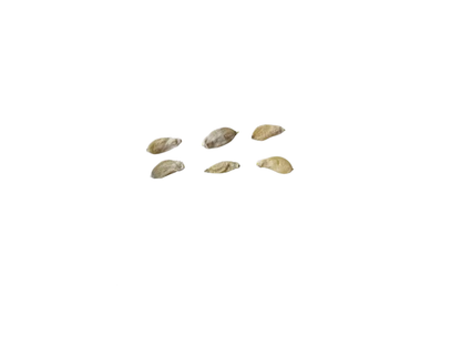 Eastern Cottonwood Tree Seeds | Cottonwood | (Populus deltoides)
