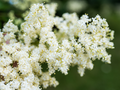 Peking Tree Lilac Seeds | Pekin Lilac | (Syringa reticulata subsp. pekinensis)