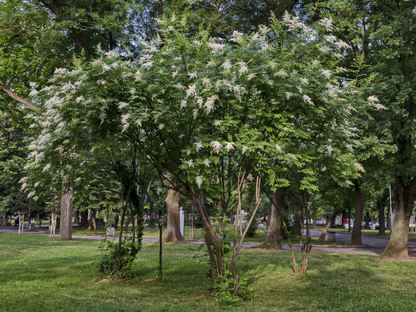 Peking Tree Lilac Seeds | Pekin Lilac | (Syringa reticulata subsp. pekinensis)