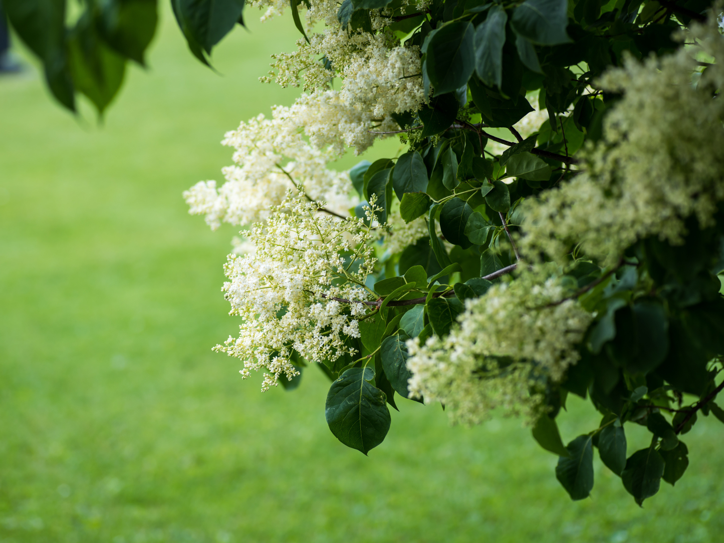 Peking Tree Lilac Seeds | Pekin Lilac | (Syringa reticulata subsp. pekinensis)