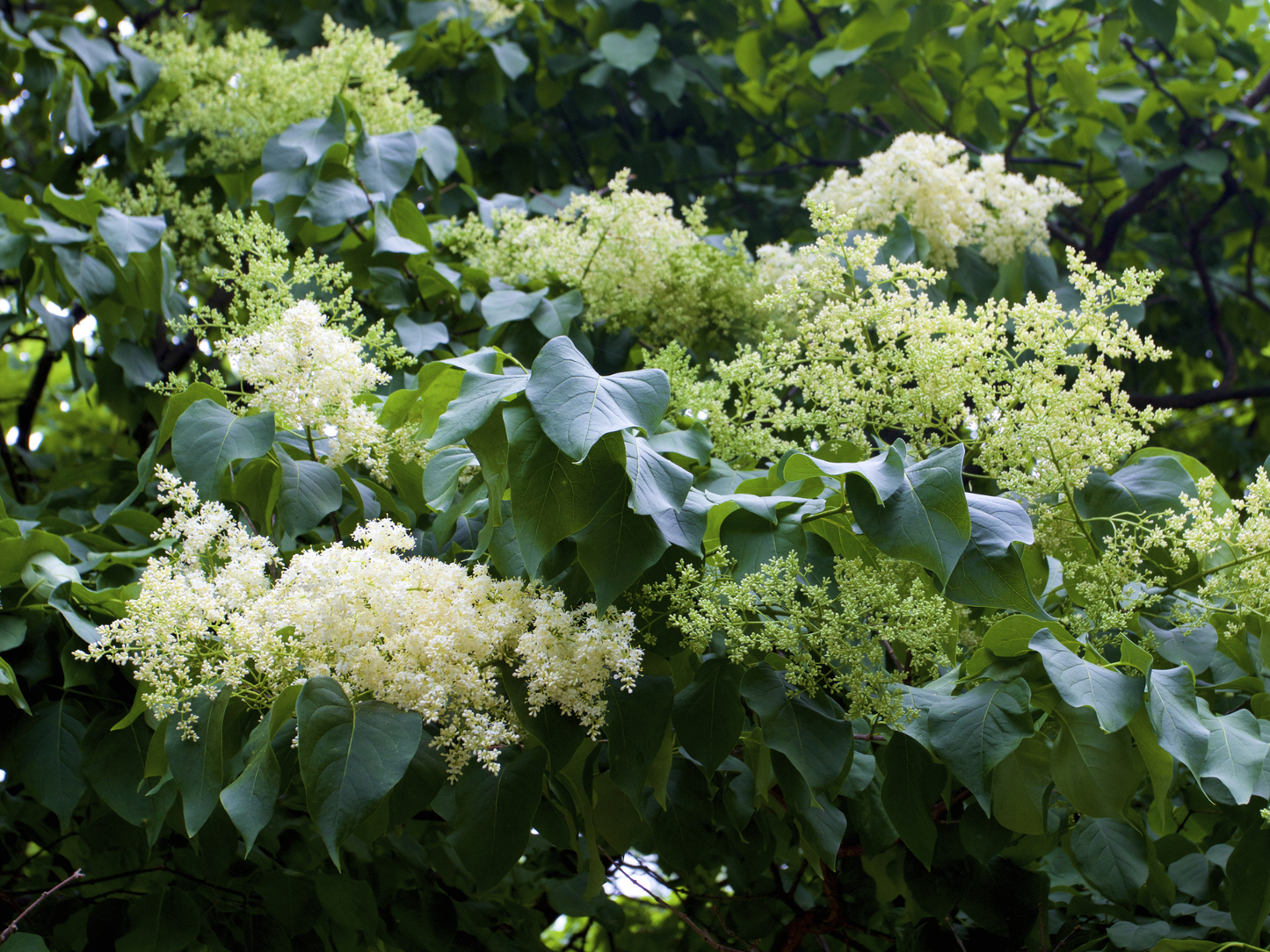Peking Tree Lilac Seeds | Pekin Lilac | (Syringa reticulata subsp. pekinensis)