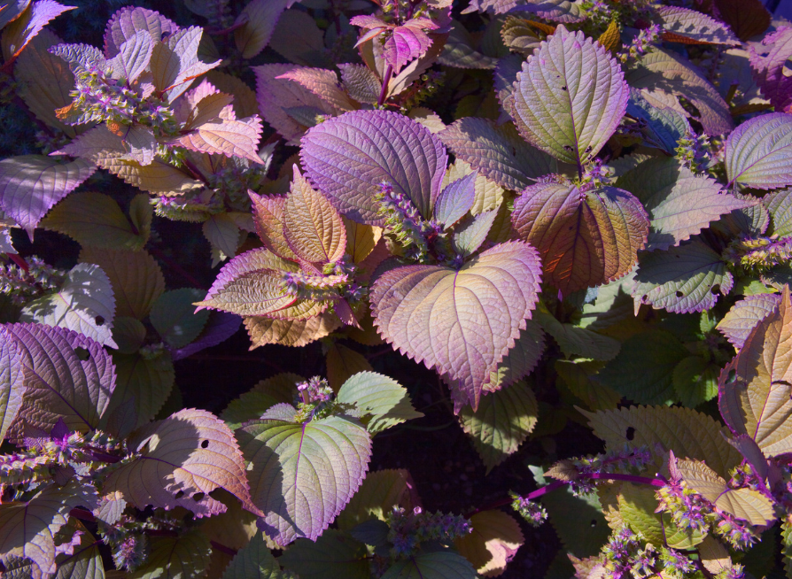 Purple Leaf Perilla Seeds | Shiso | (Perilla frutescens)