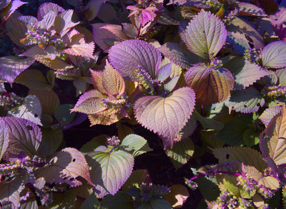 Purple Leaf Perilla Seeds | Shiso | (Perilla frutescens)