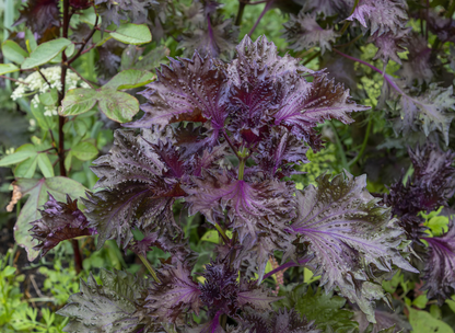 Purple Leaf Perilla Seeds | Shiso | (Perilla frutescens)
