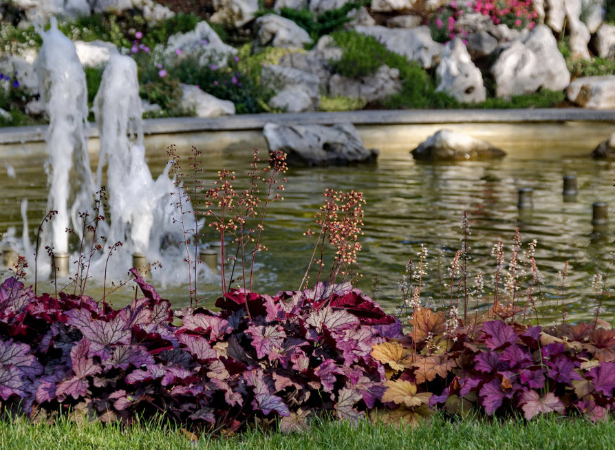 Purple Leaf Perilla Seeds | Shiso | (Perilla frutescens)