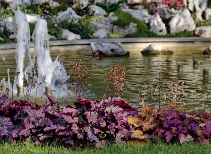 Purple Leaf Perilla Seeds | Shiso | (Perilla frutescens)