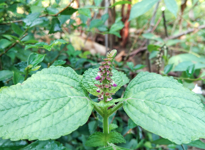 Purple Leaf Perilla Seeds | Shiso | (Perilla frutescens)