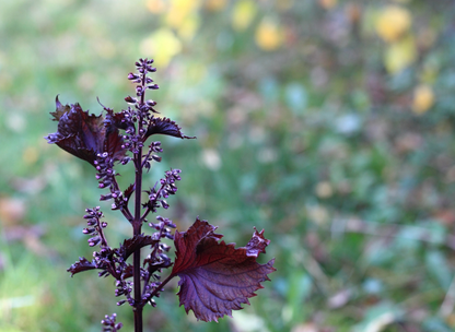 Purple Leaf Perilla Seeds | Shiso | (Perilla frutescens)