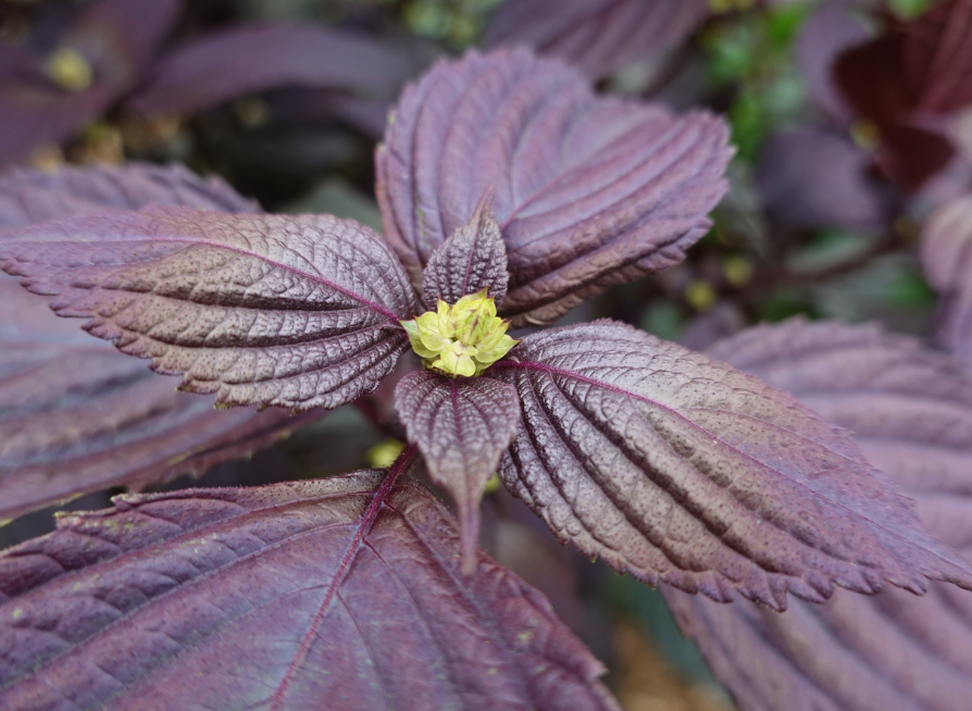 Purple Leaf Perilla Seeds | Shiso | (Perilla frutescens)