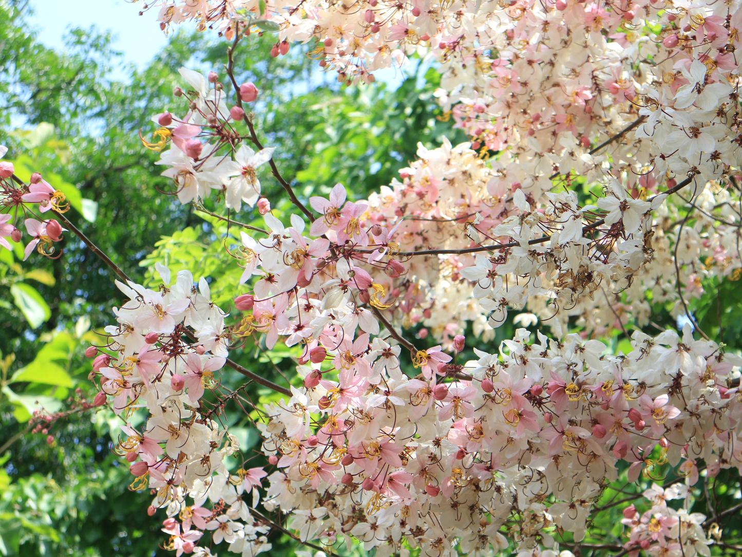 Pink Shower Tree Seeds | Wishing Tree | (Cassia bakeriana)