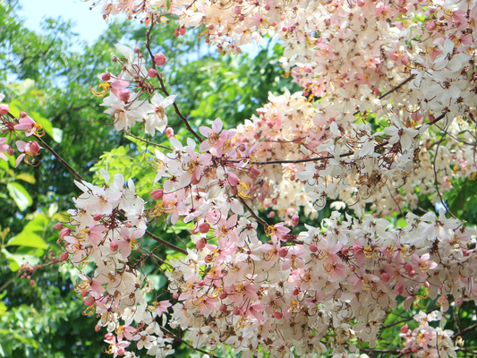 Pink Shower Tree Seeds | Wishing Tree | (Cassia bakeriana)