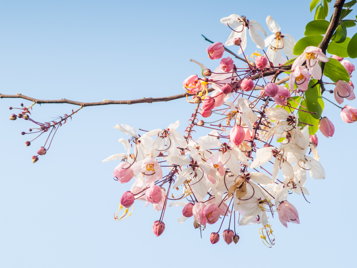 Pink Shower Tree Seeds | Wishing Tree | (Cassia bakeriana)