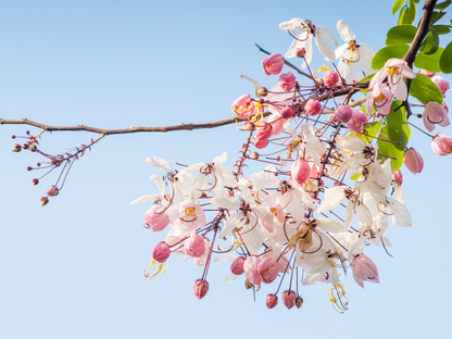 Pink Shower Tree Seeds | Wishing Tree | (Cassia bakeriana)