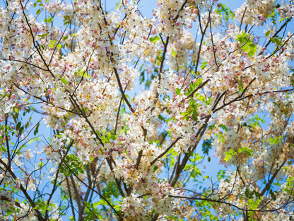 Pink Shower Tree Seeds | Wishing Tree | (Cassia bakeriana)