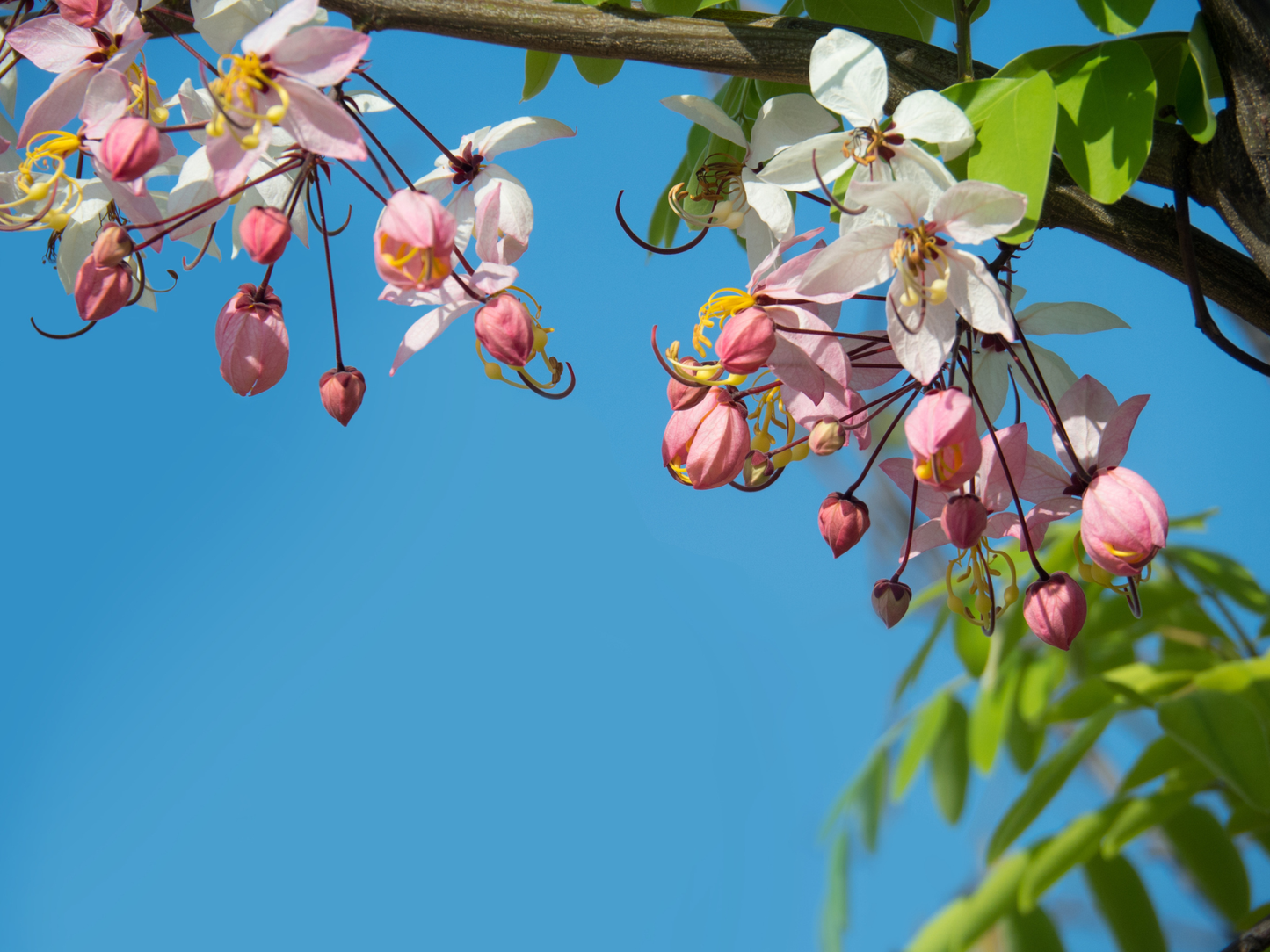 Pink Shower Tree Seeds | Wishing Tree | (Cassia bakeriana)