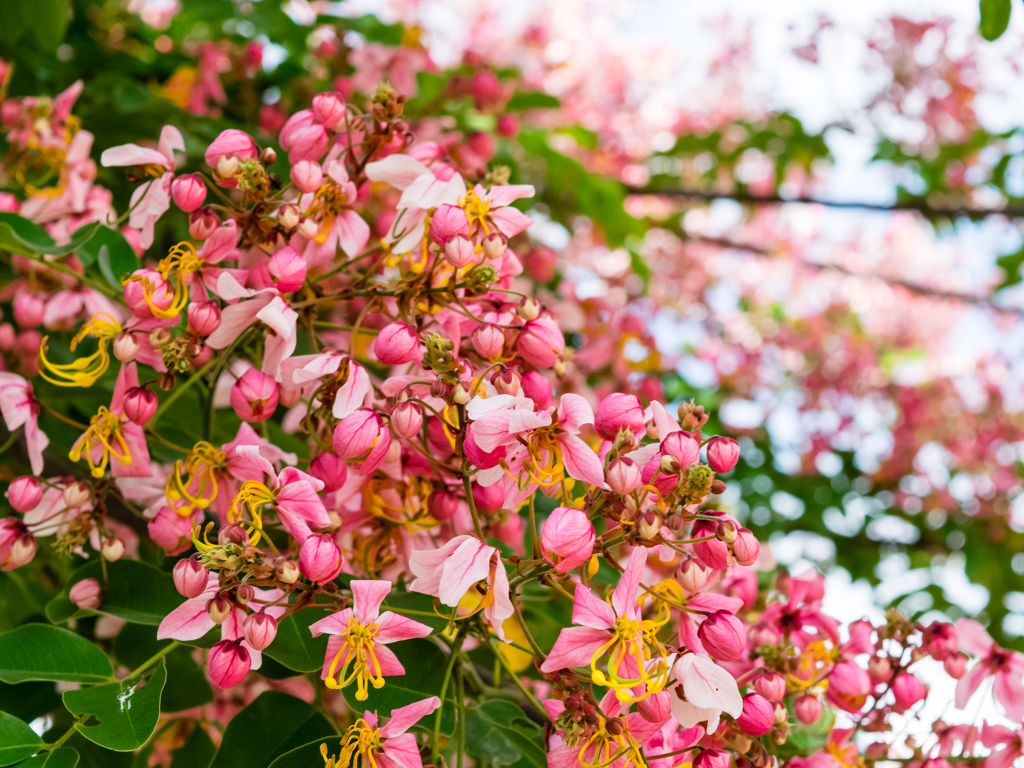 Pink Shower Tree Seeds | Wishing Tree | (Cassia bakeriana)