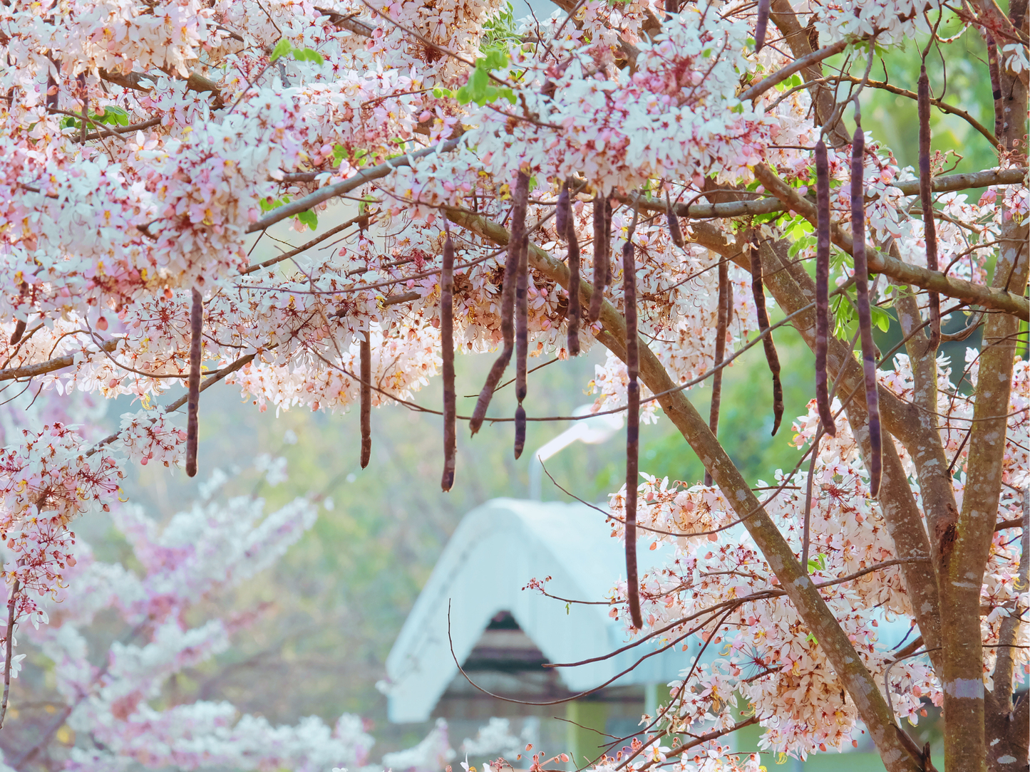 Pink Shower Tree Seeds | Wishing Tree | (Cassia bakeriana)
