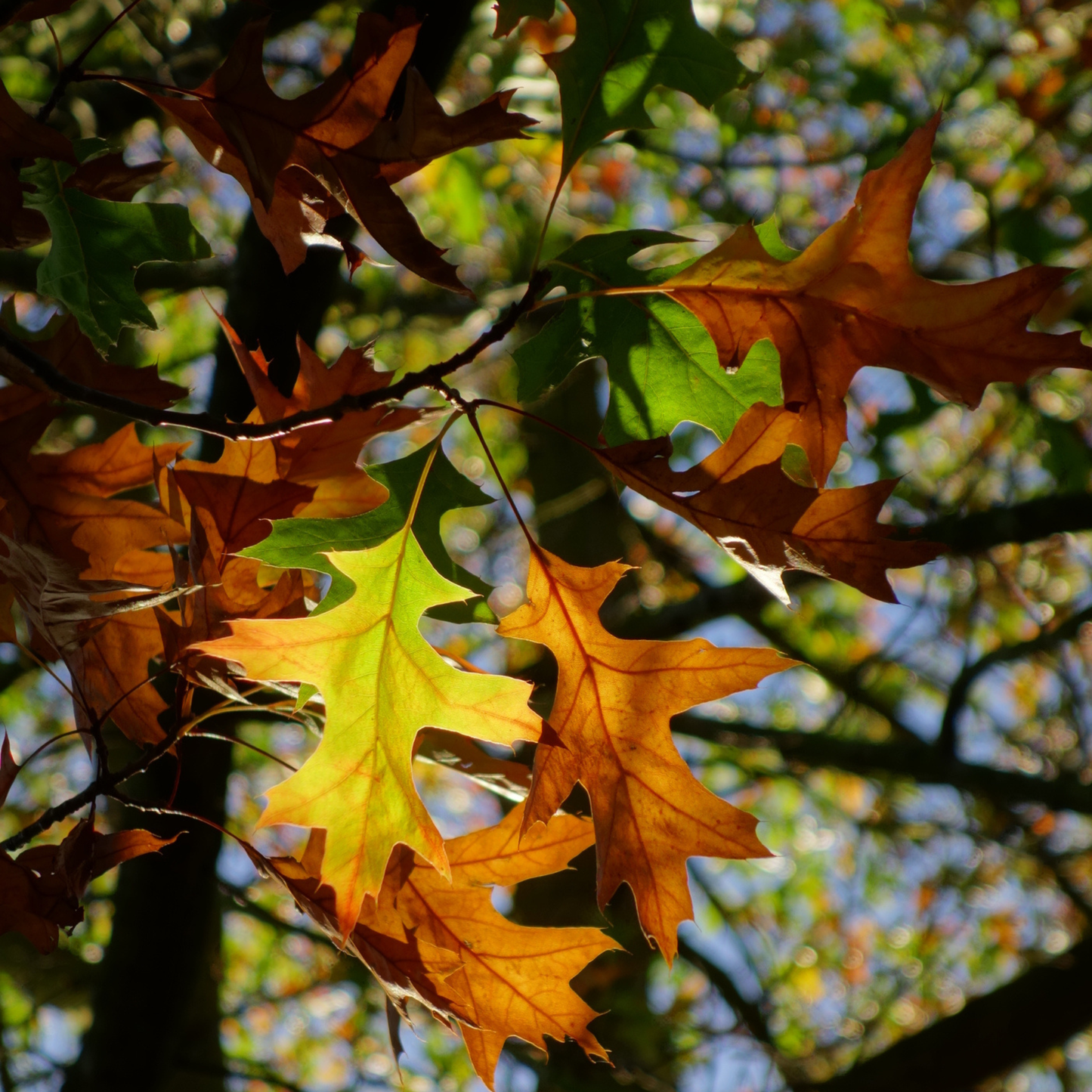 Pin Oak Tree Seeds | Swamp Oak | (Quercus palustris)