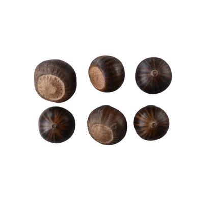 Pin Oak Tree Seeds | Swamp Oak | (Quercus palustris)