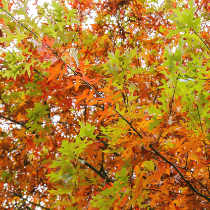 Pin Oak Tree Seeds | Swamp Oak | (Quercus palustris)