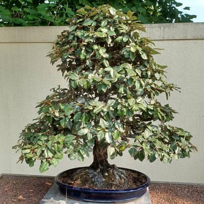 Pin Oak Tree Seeds | Swamp Oak | (Quercus palustris)