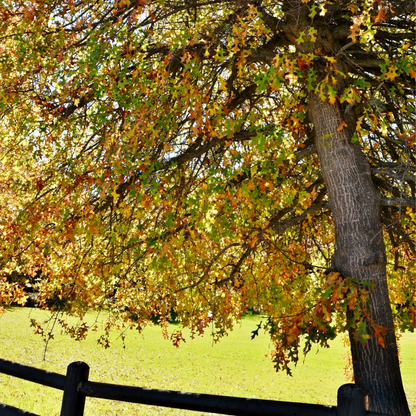 Pin Oak Tree Seeds | Swamp Oak | (Quercus palustris)