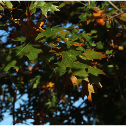 Pin Oak Tree Seeds | Swamp Oak | (Quercus palustris)