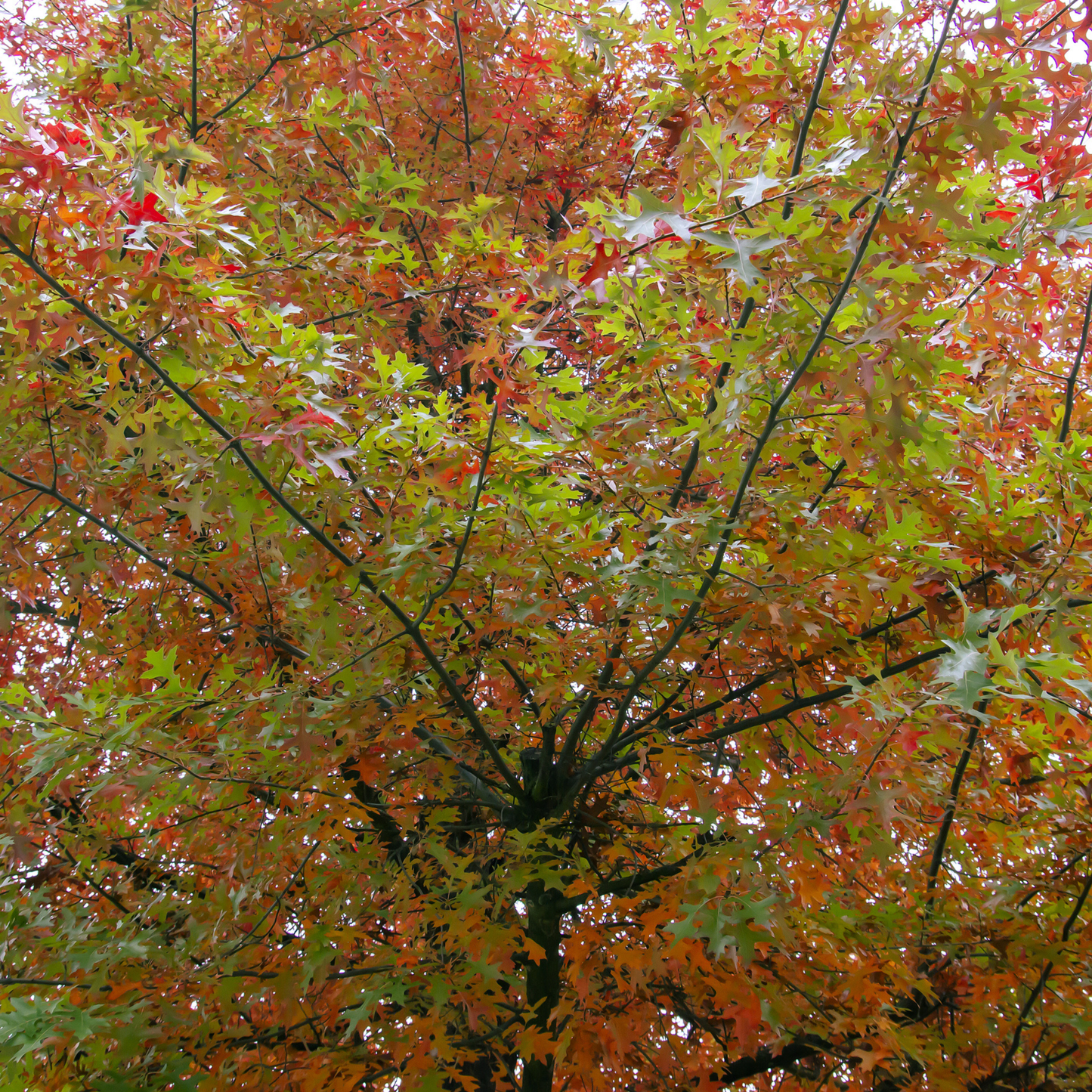 Pin Oak Tree Seeds | Swamp Oak | (Quercus palustris)