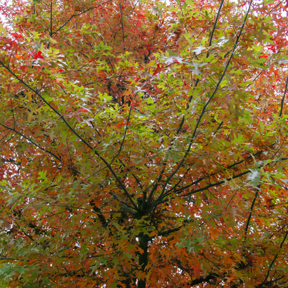 Pin Oak Tree Seeds | Swamp Oak | (Quercus palustris)