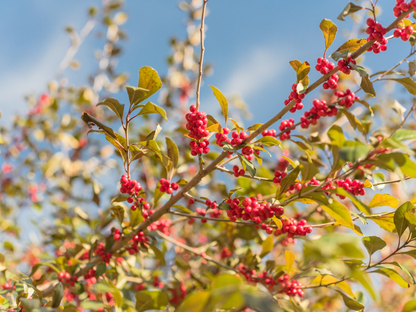 Possumhaw Tree Seeds | Deciduous Holly | (Ilex decidua)